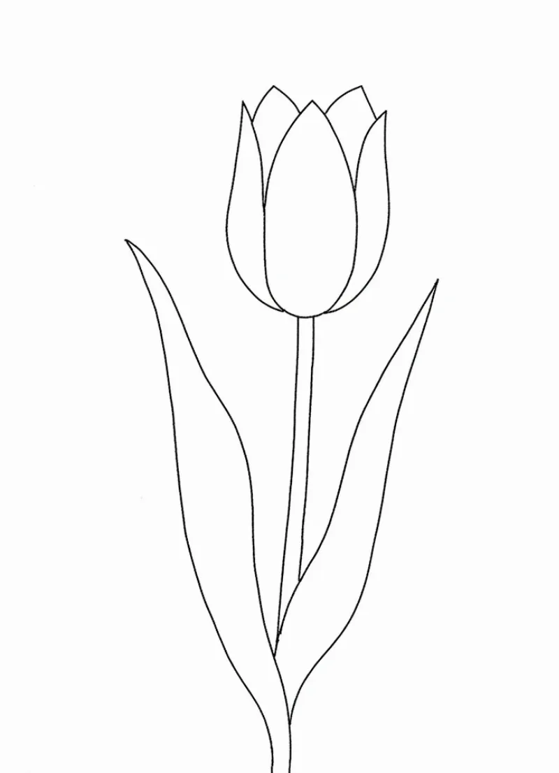Bản vẽ hoa tulip hoàn thiện bằng bút chì, sẵn sàng để tô màu